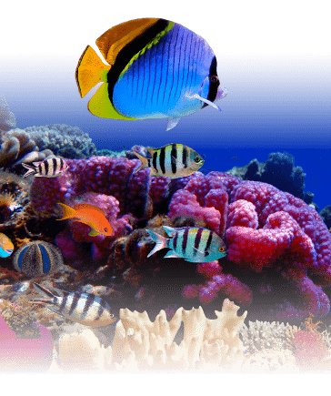 Volet Environnemental